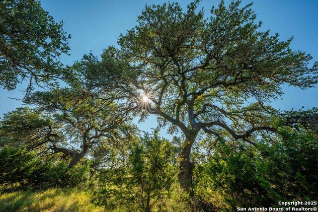 Image 42 of 50 For 147 Gray Wolf