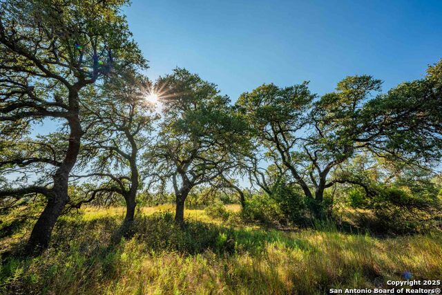 Image 43 of 50 For 147 Gray Wolf