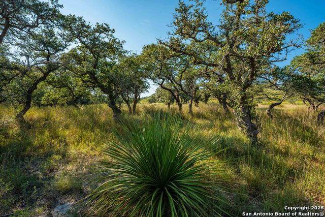 Image 47 of 50 For 147 Gray Wolf
