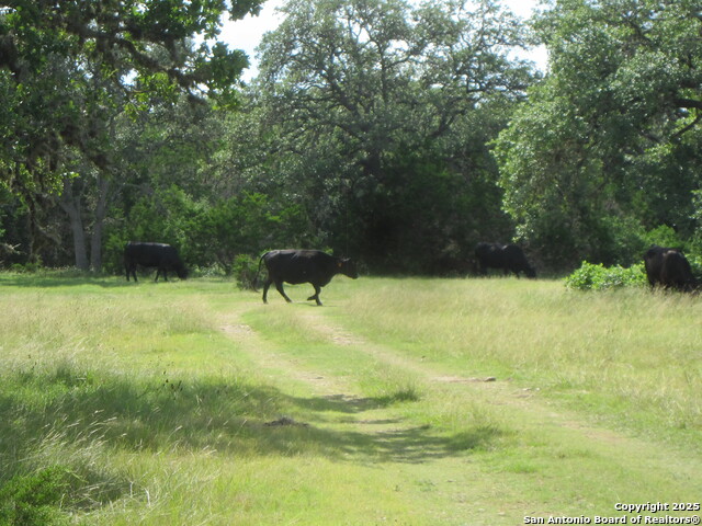 Listing photo id 37 for Address Not Provided