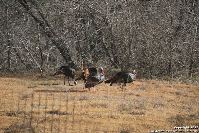 Image 40 of 50 For 1459 County Road 120