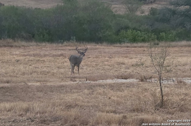 Image 41 of 43 For 320 Pullins Drive