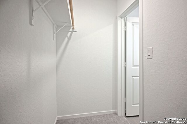 Image 30 of 34 For 1838 Musk Rose