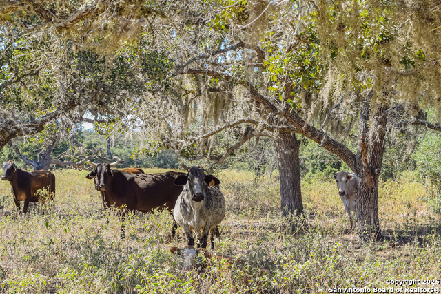 Listing photo id 23 for Tbd Fm 682  