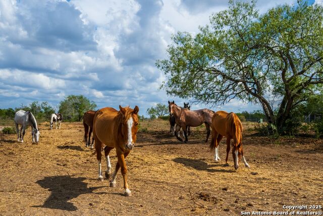Image 32 of 39 For 947 County Road 302