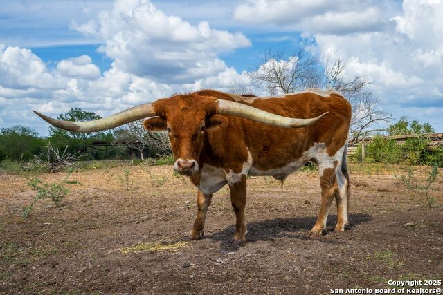 Image 38 of 39 For 947 County Road 302