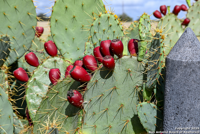 Listing photo id 20 for 000 Tx 97  