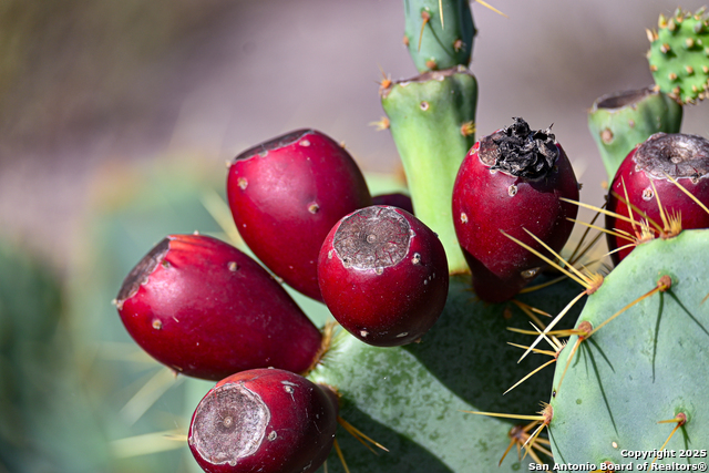 Listing photo id 21 for 000 Tx 97  