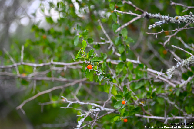 Listing photo id 23 for 000 Tx 97  