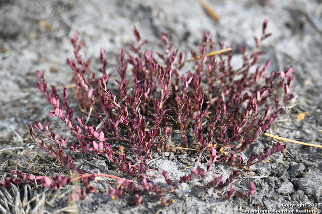 Listing photo id 26 for 000 Tx 97  