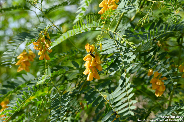 Listing photo id 31 for 000 Tx 97  