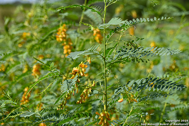 Listing photo id 32 for 000 Tx 97  