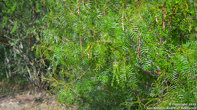 Listing photo id 34 for 000 Tx 97  