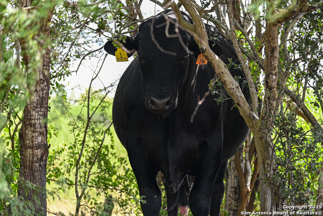 Listing photo id 35 for 000 Tx 97  