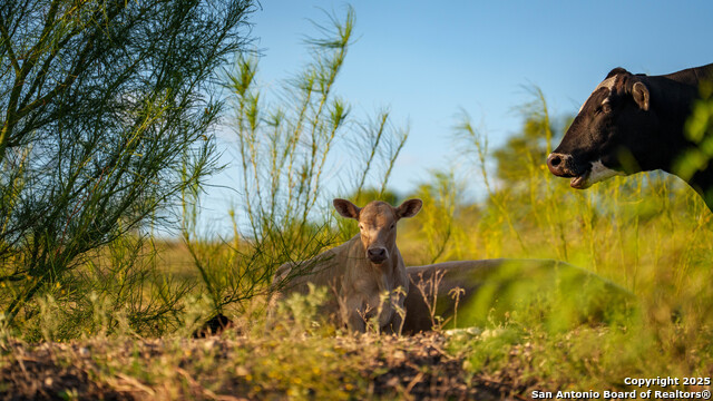 Listing photo id 35 for 4350 Fm 1339