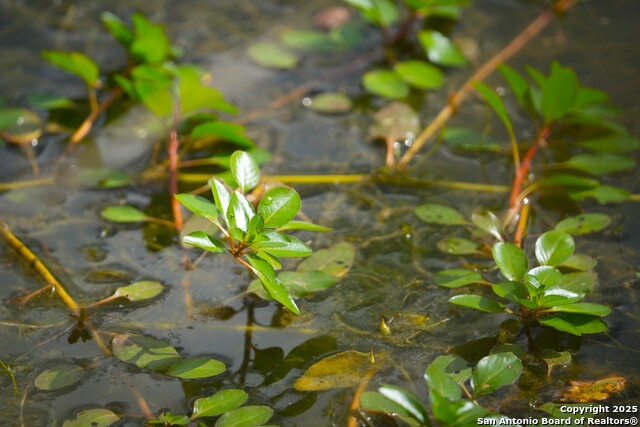 Listing photo id 31 for 12937 Fm 743