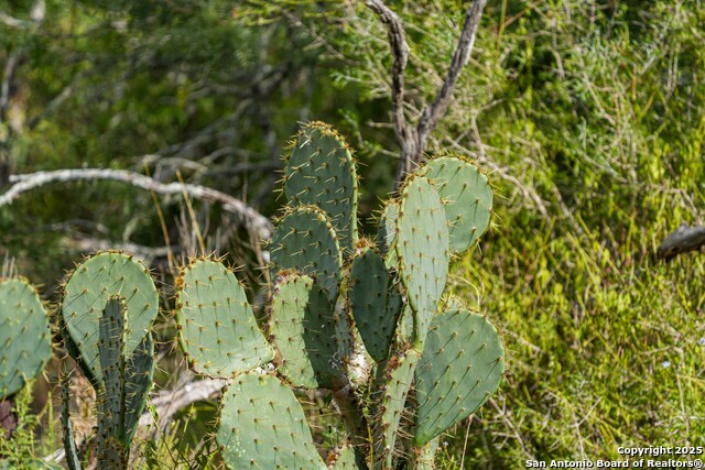 Listing photo id 35 for 12937 Fm 743