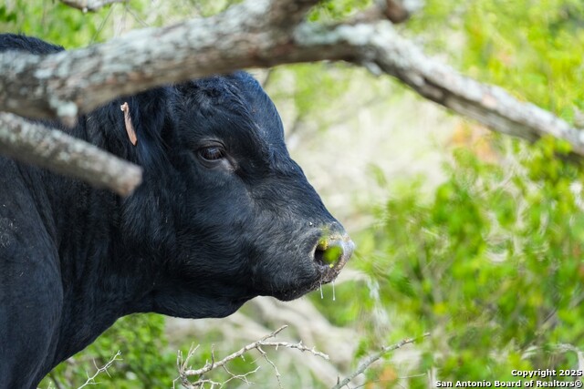 Listing photo id 5 for 12937 Fm 743