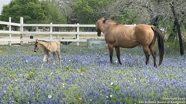 Image 23 of 23 For 224 County Road 789