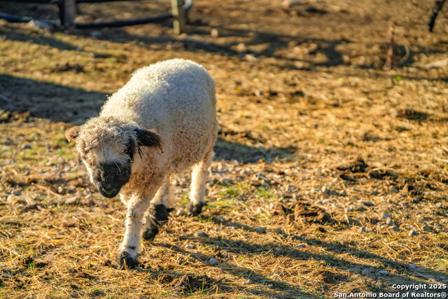 Image 27 of 39 For 309 Walnut  