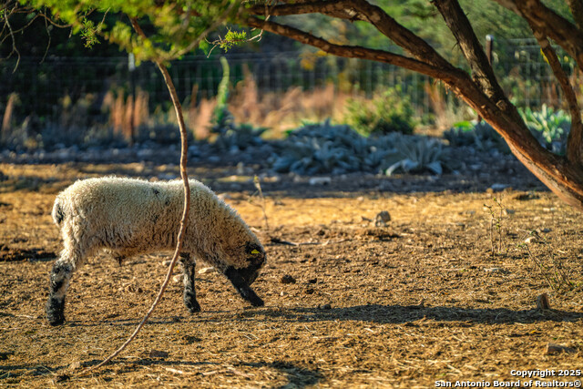 Image 28 of 39 For 309 Walnut  