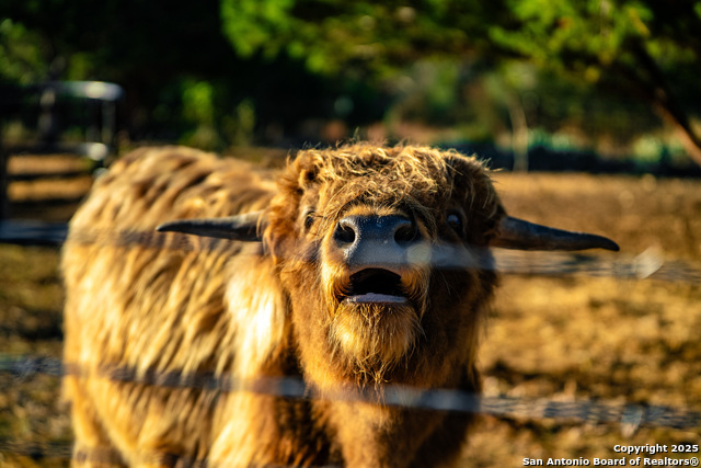Image 32 of 39 For 309 Walnut  