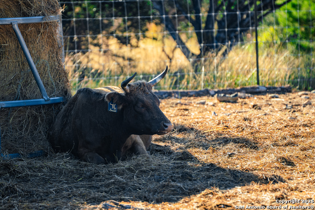 Image 33 of 39 For 309 Walnut  