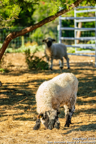 Image 36 of 39 For 309 Walnut  