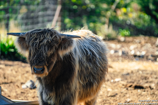 Image 37 of 39 For 309 Walnut  