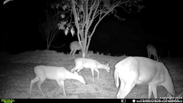 Listing photo id 23 for 0 County Road 215