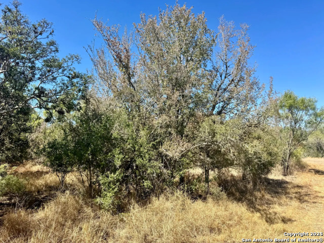 Listing photo id 5 for 0 County Road 215