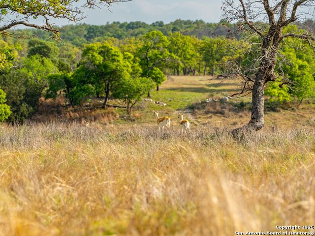 Image 80 of 90 For 862 Grape Creek Road