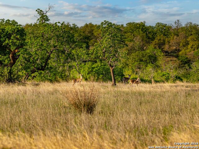 Image 82 of 90 For 862 Grape Creek Road