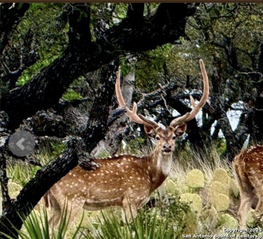 Image 4 of 22 For 14410 Us Highway 190