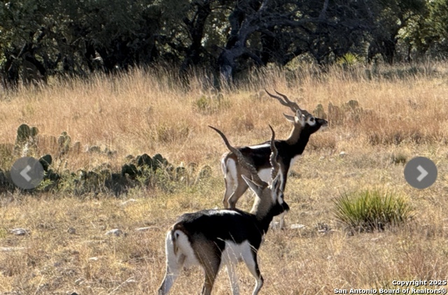 Image 5 of 22 For 14410 Us Highway 190