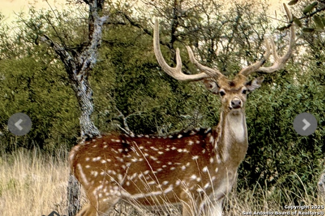 Image 6 of 22 For 14410 Us Highway 190