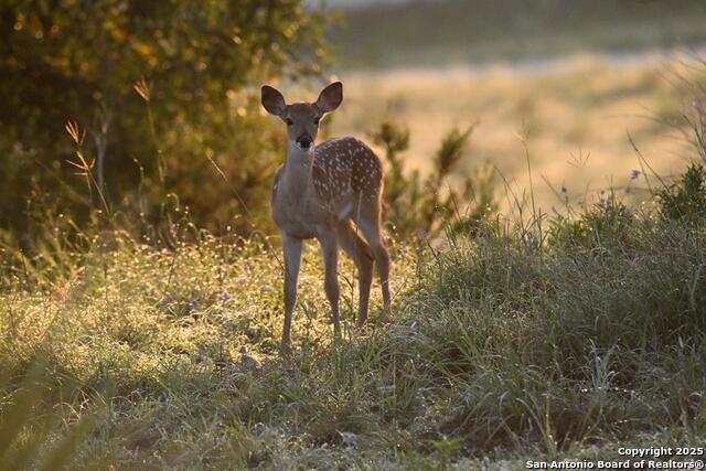 Listing photo id 55 for 2320 Fiedler Road