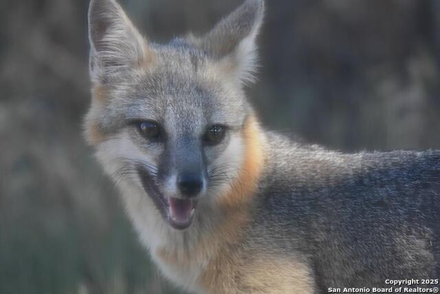 Listing photo id 57 for 2320 Fiedler Road