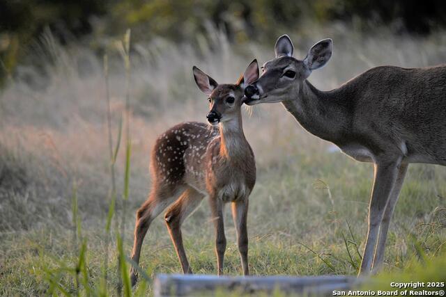 Listing photo id 58 for 2320 Fiedler Road