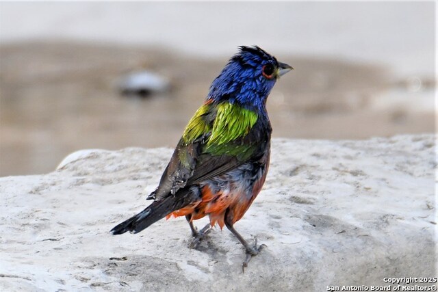 Listing photo id 59 for 2320 Fiedler Road