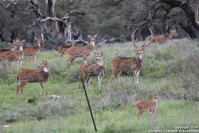 Listing photo id 67 for 2320 Fiedler Road