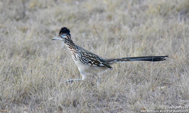 Listing photo id 69 for 2320 Fiedler Road