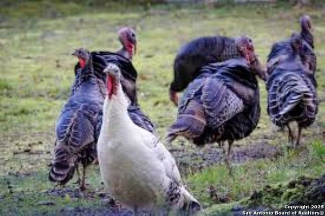 Listing photo id 9 for Lot 85 Headwaters Ranch Road