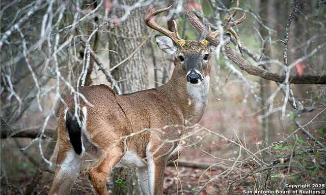 Listing photo id 25 for Lot 85 Headwaters Ranch Road