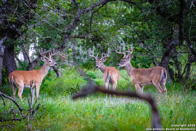 Listing photo id 7 for Lot 85 Headwaters Ranch Road