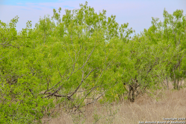 Listing photo id 10 for Tbd Cr 341  