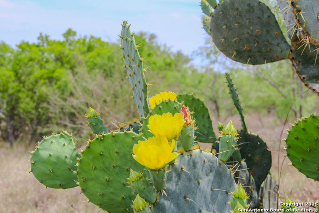 Listing photo id 0 for Tbd Cr 341  