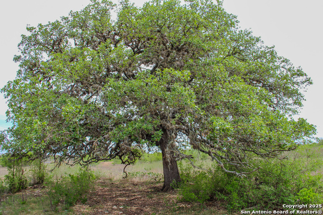 Listing photo id 5 for Tbd Cr 341  