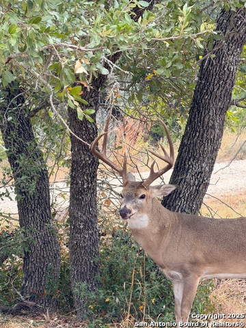 Listing photo id 11 for 1232 Kings Cove Dr