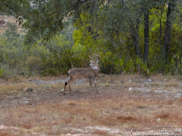 Listing photo id 6 for 1232 Kings Cove Dr